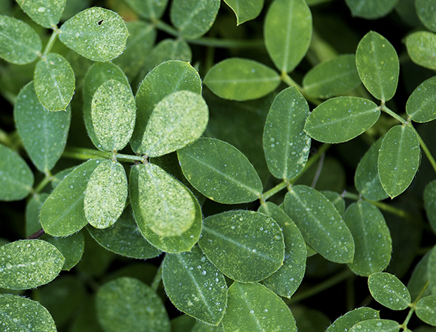 Semences Du Puy Creation Site E Commerce Agence Web