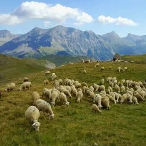 Euromontana mouton