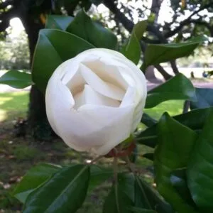 Fleur Semences du Puy