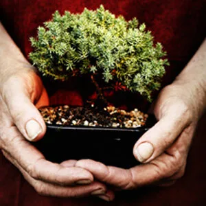 Plantes Semences du Puy