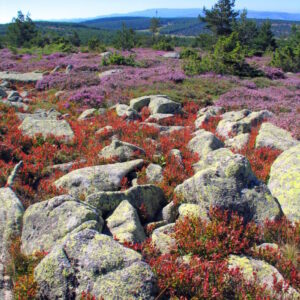 Mont Lozère Les Chemins Francis
