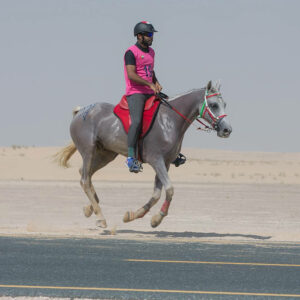 Salhdin dubai Elevage du Lauragais