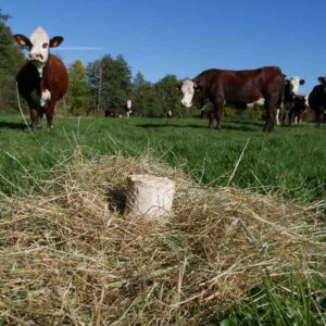 Fromage Le Petit Bouquet champ vache