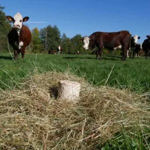 Fromage Le Petit Bouquet champ vache