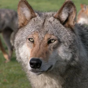 Loup de mongolie Loups du Gévaudan