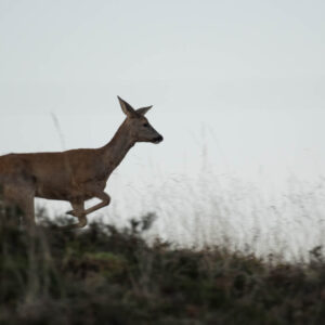 biche qui court