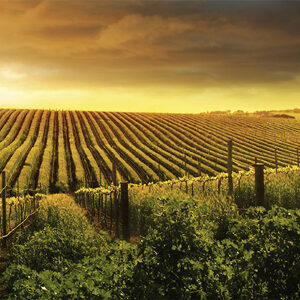 Illustration Vignes pour le site Vignerons d'Exception site e-commerce réalisé avec Prestashop