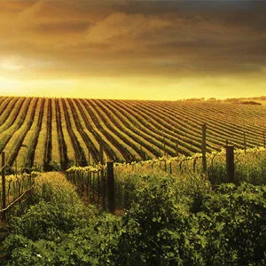Illustration Vignes pour le site Vignerons d'Exception site e-commerce réalisé avec Prestashop