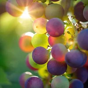 Illustration Raisin pour le site Vignerons d'Exception site e-commerce réalisé avec Prestashop