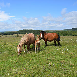 Chevaux en Lozère - Visuel pour le site Lozère Nouvelle
