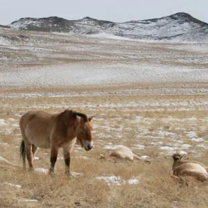 Association du cheval de Przewalski : photo environnement
