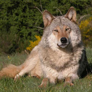 Camping Village Gévaudan Aubrac : photo de loup