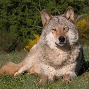 Camping Village Gévaudan Aubrac : photo de loup