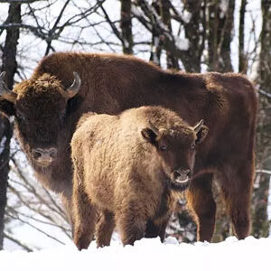 Communauté de communes Apcher Margeride Aubrac : photos de bisons